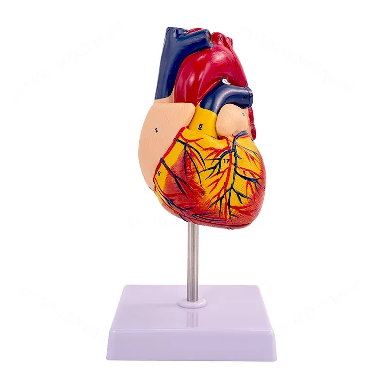 Medical Lab Ultrasound - Modèle d'anatomie cardiaque humaine 1:1, échographie