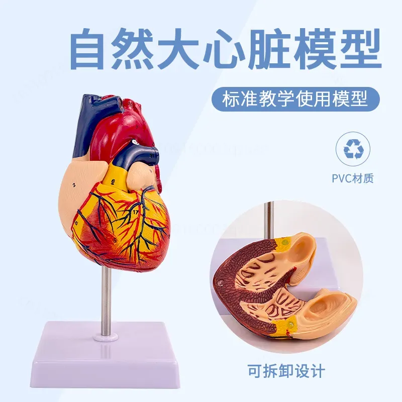 Modèle d'anatomie cardiaque hu - Medical Lab Ultrasound avis et prix