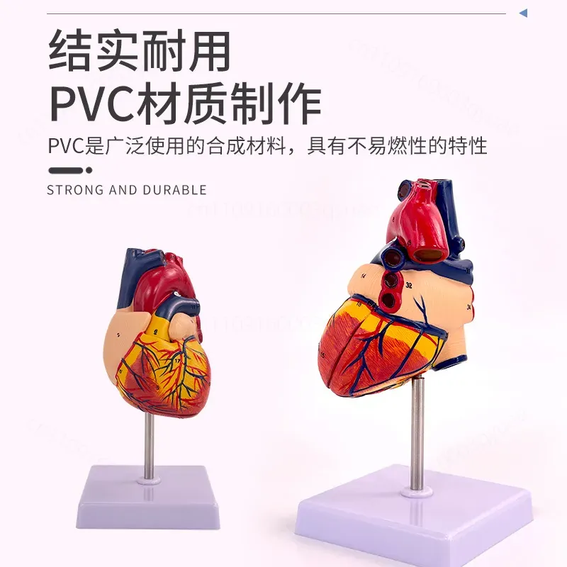 Modèle d'anatomie cardiaque hu - Medical Lab Ultrasound avis et prix
