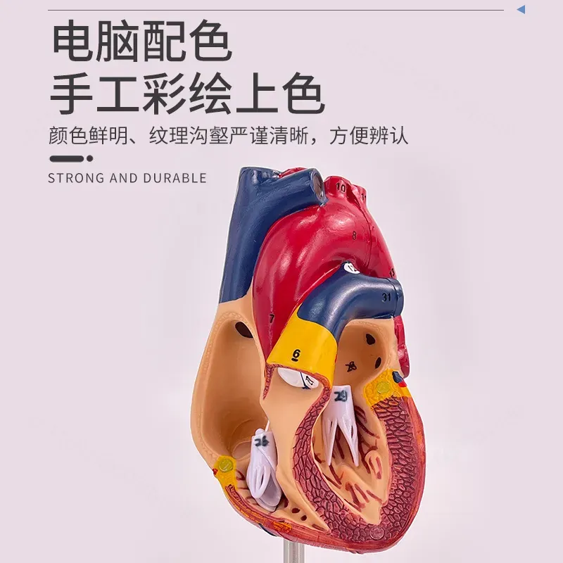 Modèle d'anatomie cardiaque hu - Medical Lab Ultrasound avis et prix